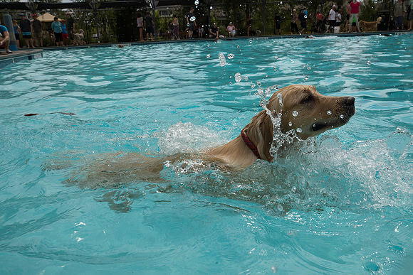 Dog Daze | Stapleton MCA