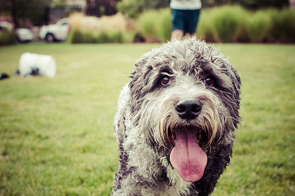 Dog Daze | Stapleton MCA