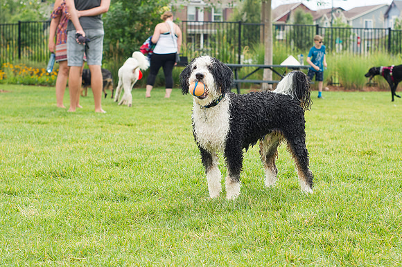 Dog Daze | Stapleton MCA
