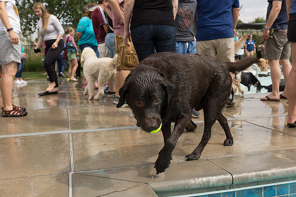 Dog Daze | Stapleton MCA