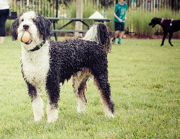 Dog Daze | Stapleton MCA