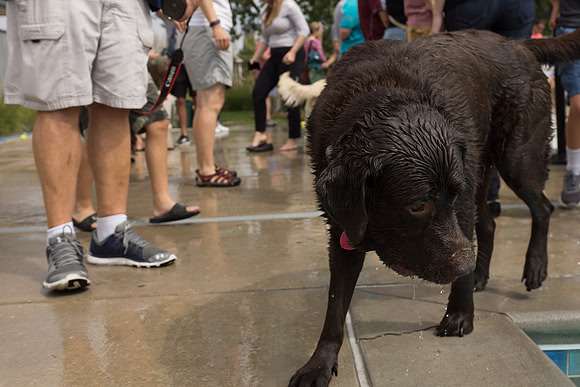 Dog Daze | Stapleton MCA