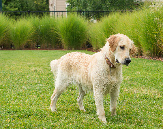 Dog Daze | Stapleton MCA