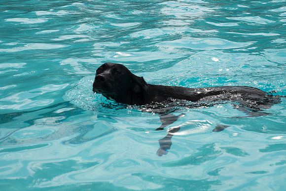 Dog Daze | Stapleton MCA