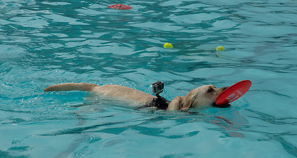 Dog Daze | Stapleton MCA