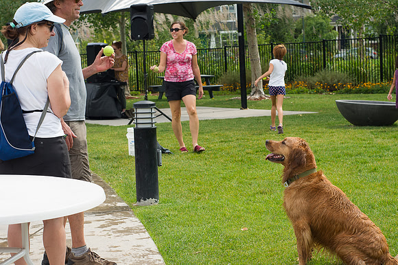 Dog Daze | Stapleton MCA