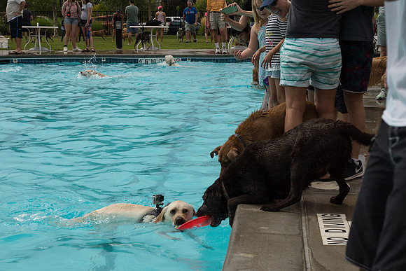 Dog Daze | Stapleton MCA