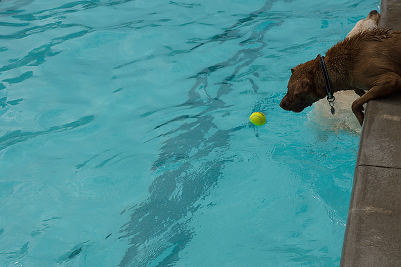 Dog Daze | Stapleton MCA