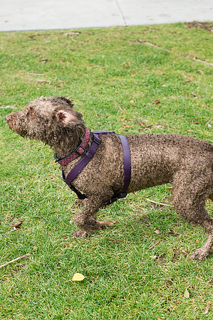 Dog Daze | Stapleton MCA