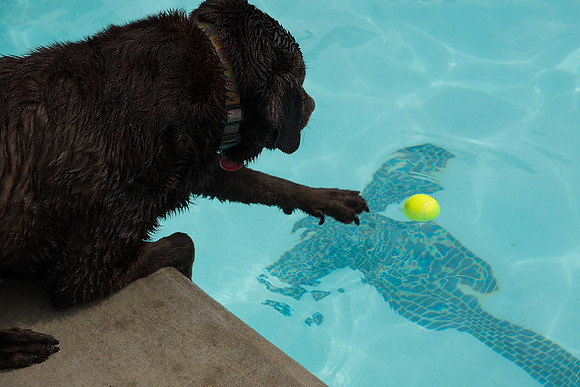 Dog Daze | Stapleton MCA