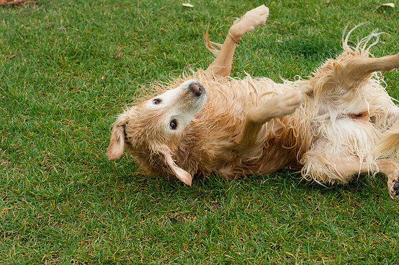 Dog Daze | Stapleton MCA