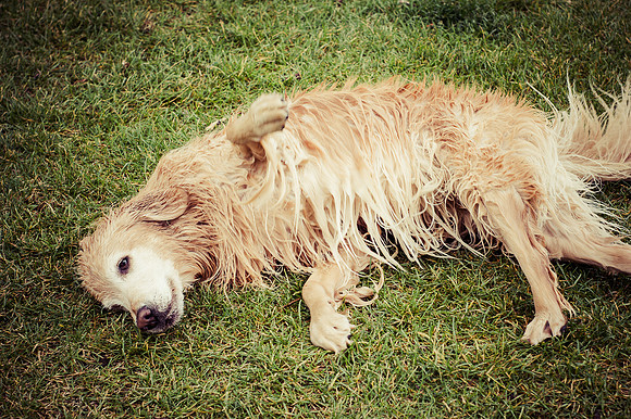 Dog Daze | Stapleton MCA