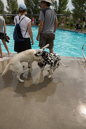 Dog Daze | Stapleton MCA
