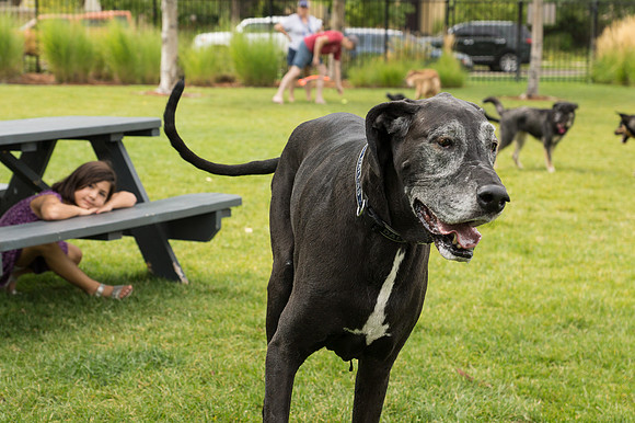 Dog Daze | Stapleton MCA