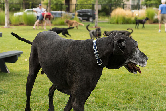 Dog Daze | Stapleton MCA