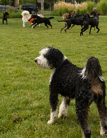 Dog Daze | Stapleton MCA