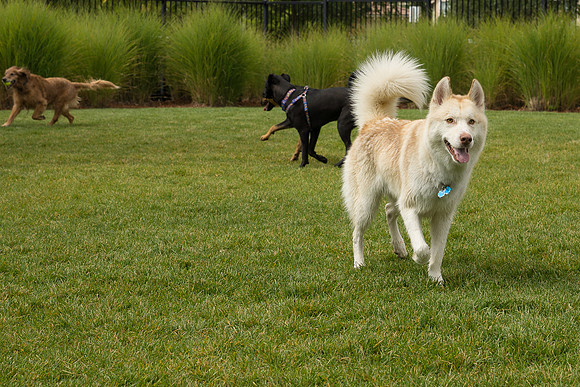 Dog Daze | Stapleton MCA