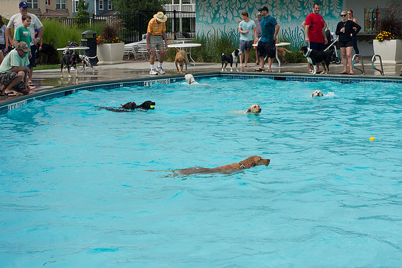 Dog Daze | Stapleton MCA