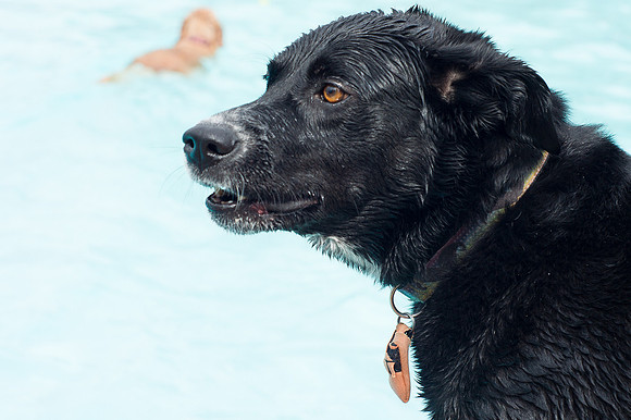 Dog Daze | Stapleton MCA