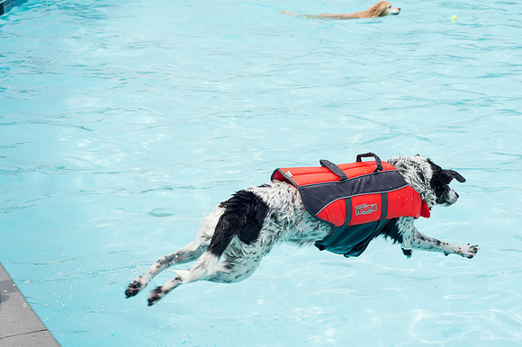 Dog Daze | Stapleton MCA
