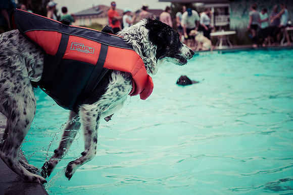 Dog Daze | Stapleton MCA