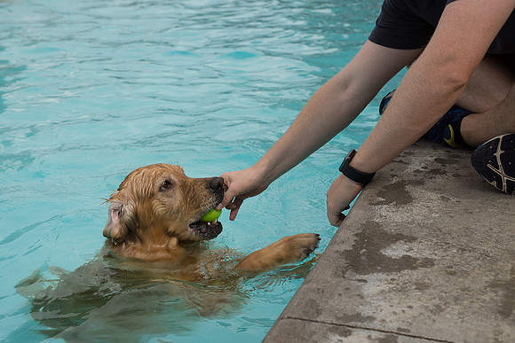 Dog Daze | Stapleton MCA