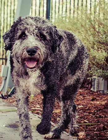 Dog Daze | Stapleton MCA