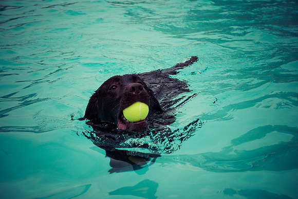Dog Daze | Stapleton MCA