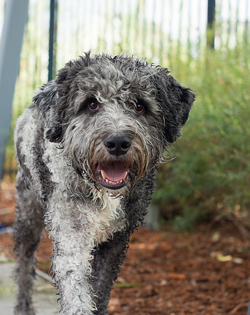 Dog Daze | Stapleton MCA