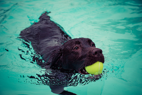 Dog Daze | Stapleton MCA