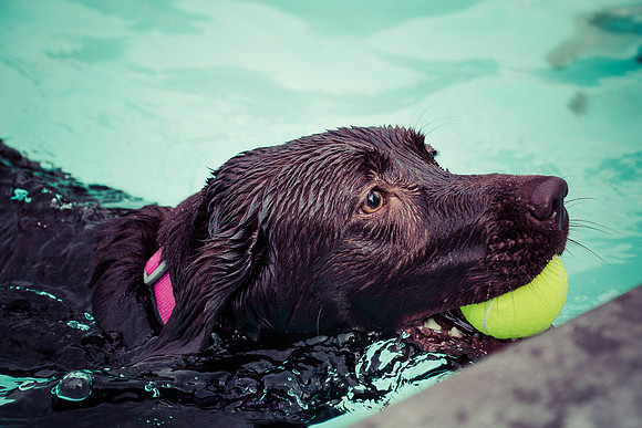 Dog Daze | Stapleton MCA