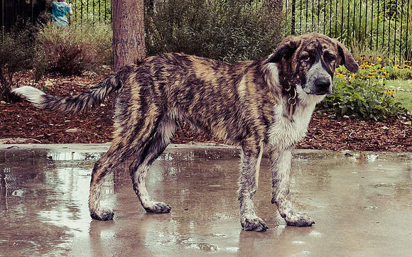 Dog Daze | Stapleton MCA