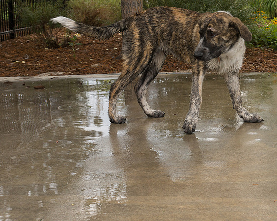 Dog Daze | Stapleton MCA