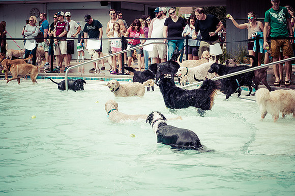 Dog Daze | Stapleton MCA
