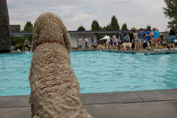 Dog Daze | Stapleton MCA