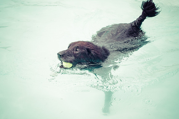 Dog Daze | Stapleton MCA