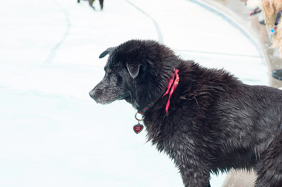 Dog Daze | Stapleton MCA