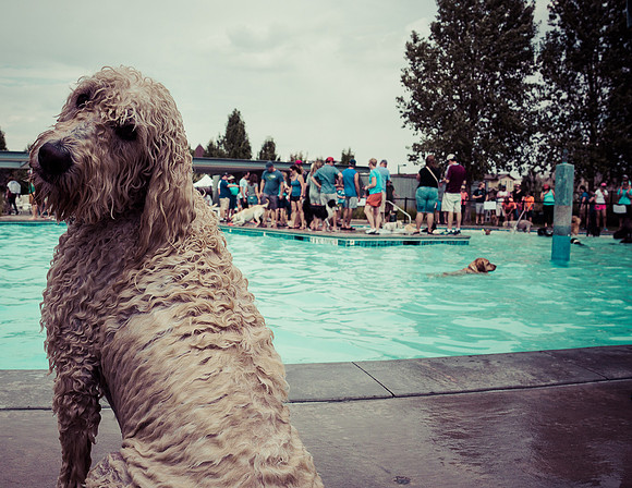 Dog Daze | Stapleton MCA