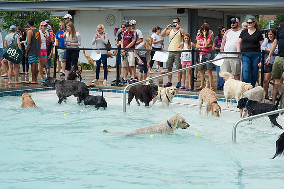 Dog Daze | Stapleton MCA