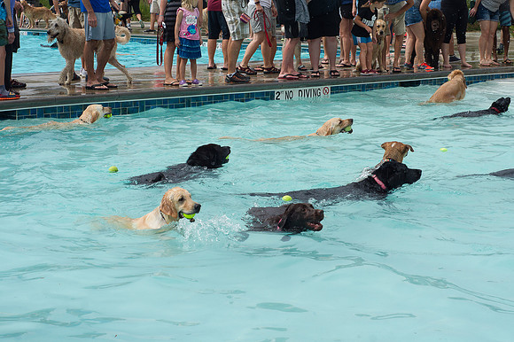 Dog Daze | Stapleton MCA