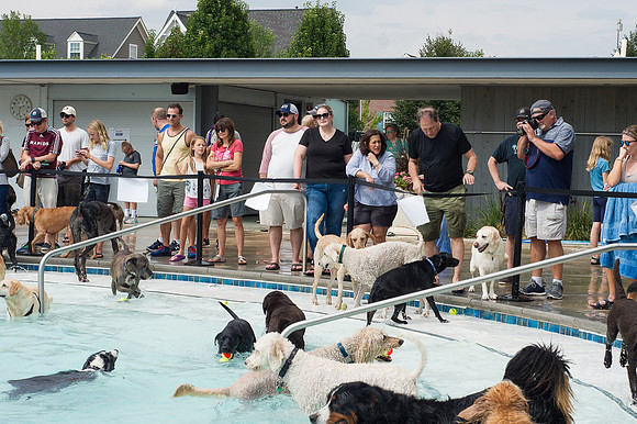 Dog Daze | Stapleton MCA