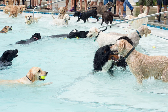 Dog Daze | Stapleton MCA