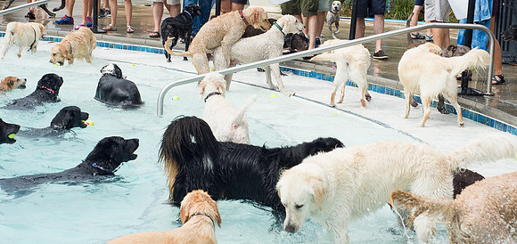 Dog Daze | Stapleton MCA
