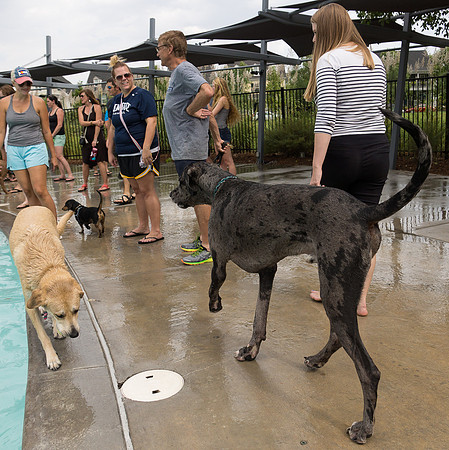 Dog Daze | Stapleton MCA