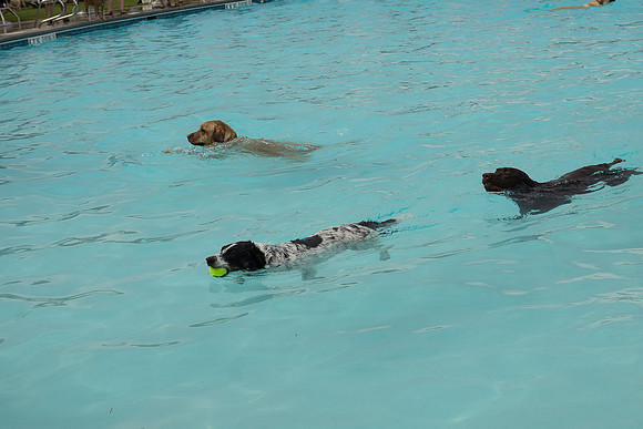 Dog Daze | Stapleton MCA