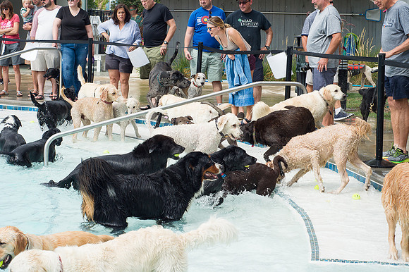 Dog Daze | Stapleton MCA