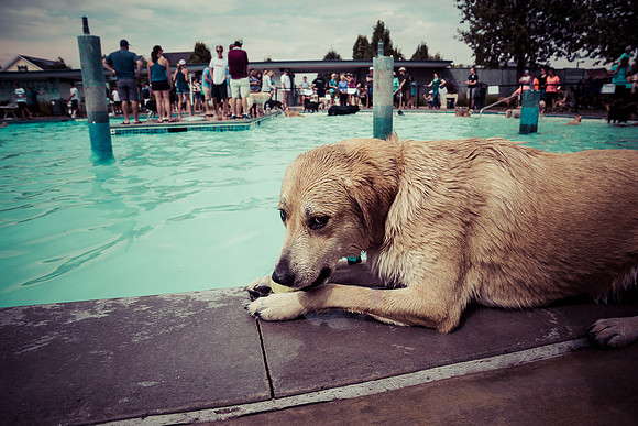 Dog Daze | Stapleton MCA