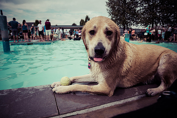 Dog Daze | Stapleton MCA