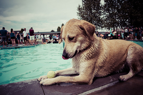 Dog Daze | Stapleton MCA