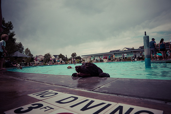 Dog Daze | Stapleton MCA